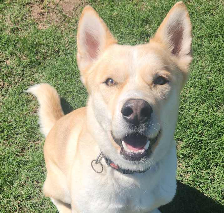 Photo of Cosmo 