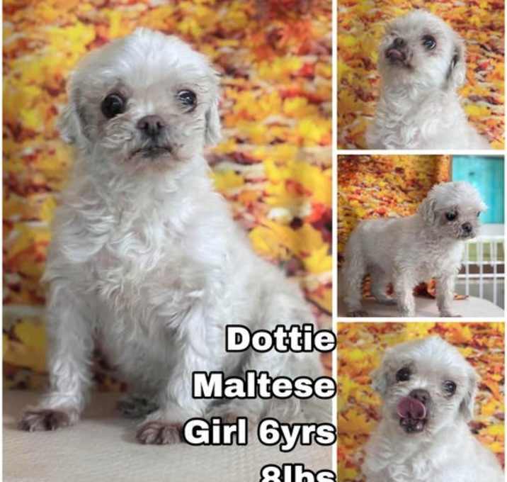Photo of Dottie from Korea