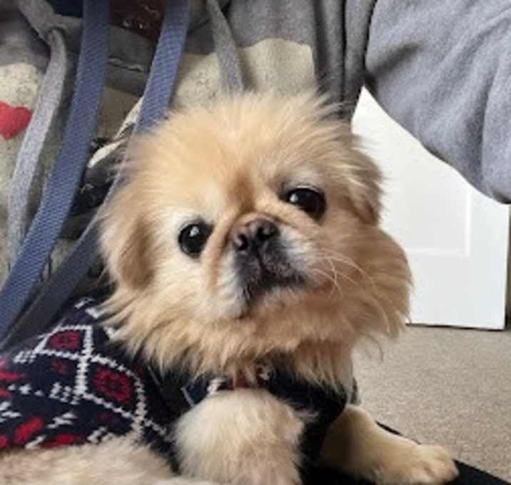 Photo of Jolly