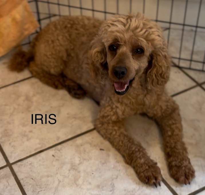 Photo of Iris