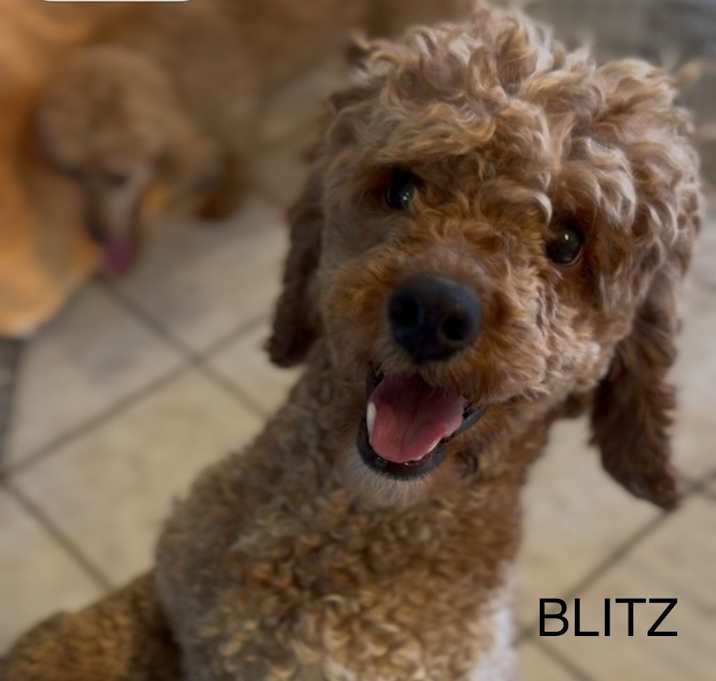 Photo of Blitz