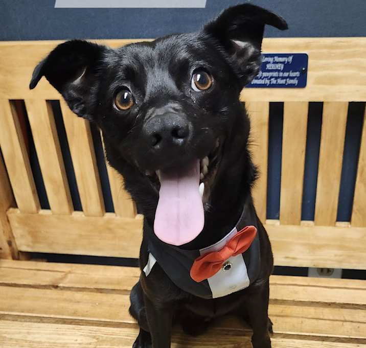 Photo of Louie