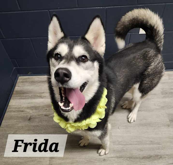 Photo of Frida