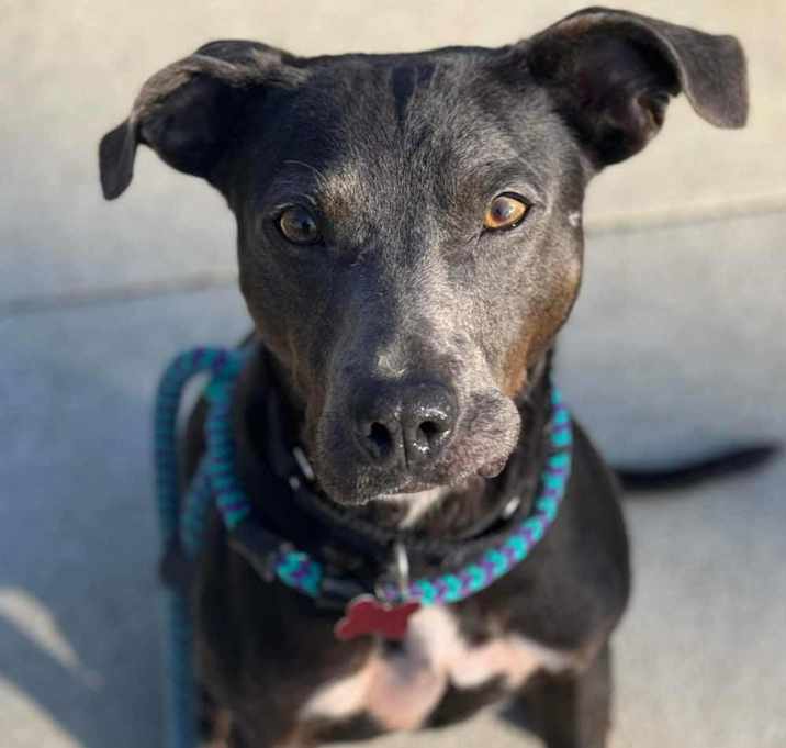 Photo of Oliver