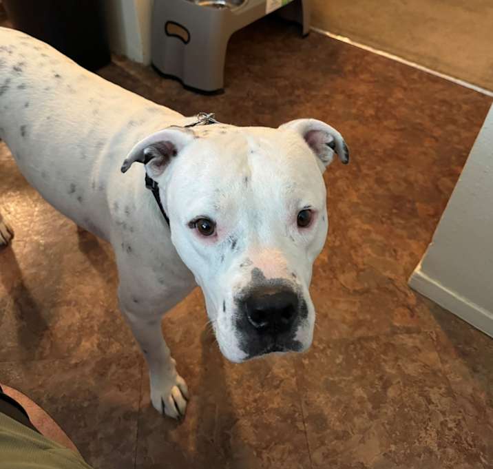 Photo of Buddy