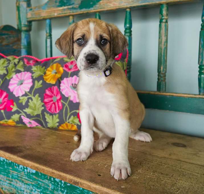 Photo of Dahlia