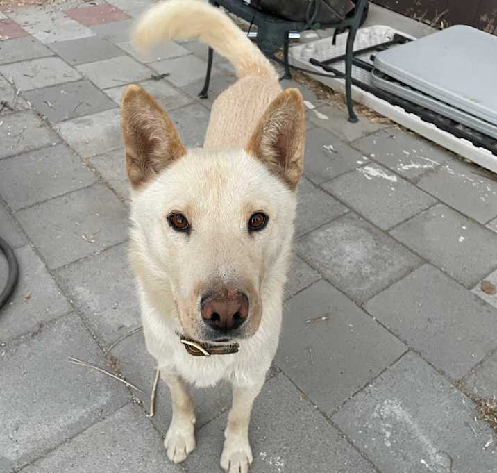 Photo of Bear