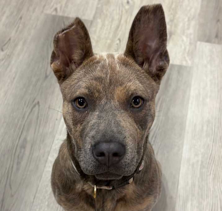 Photo of Mystique - teal