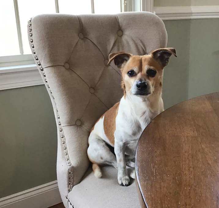 Photo of Gizzmo