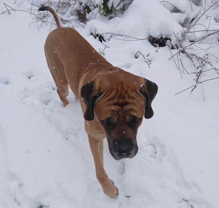 Photo of dexter