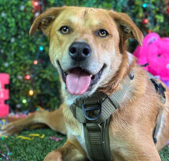 Photo of Benji