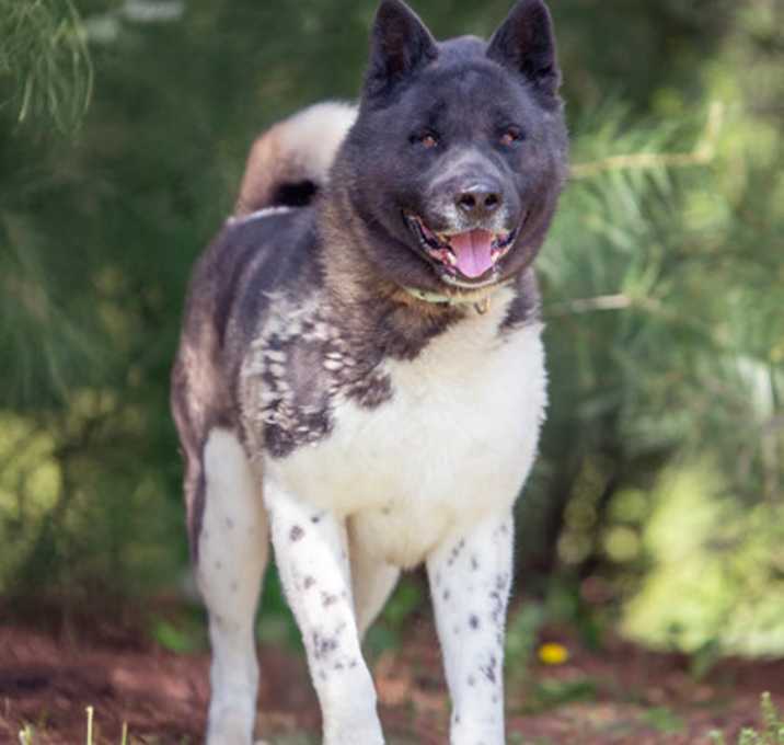 Photo of Romeo