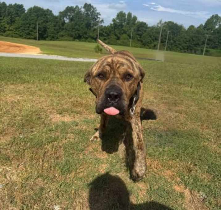 Photo of Bosco