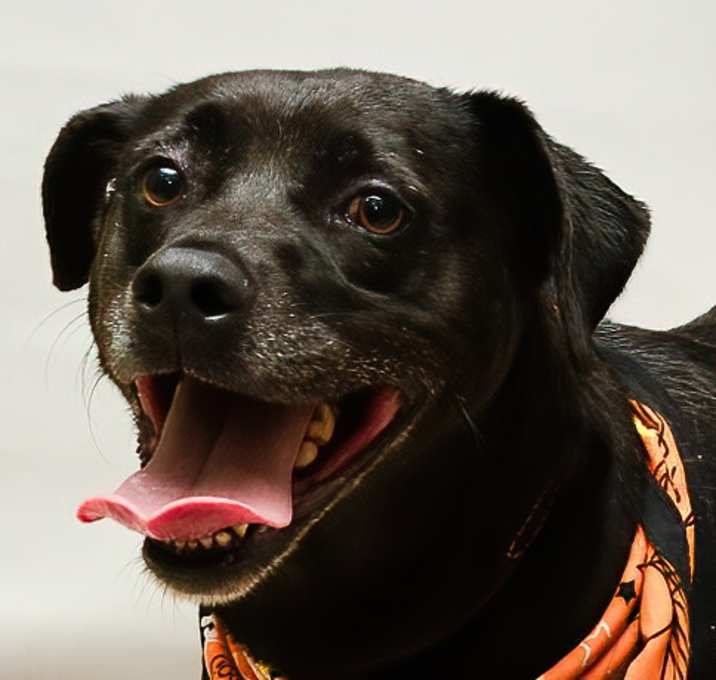 Photo of OREO