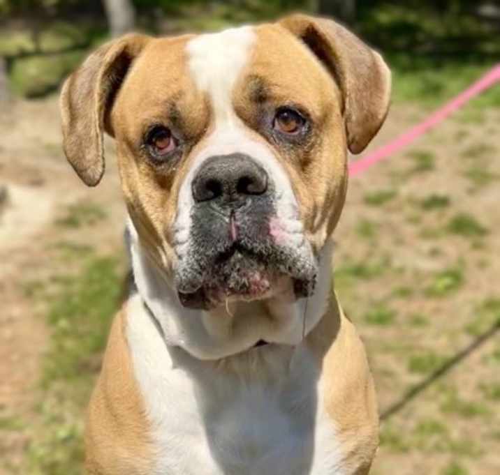 Photo of Goliath
