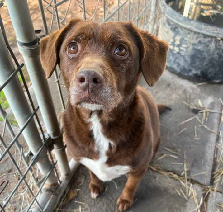 Photo of Bosco
