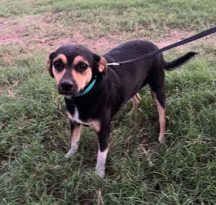 Photo of Fetch