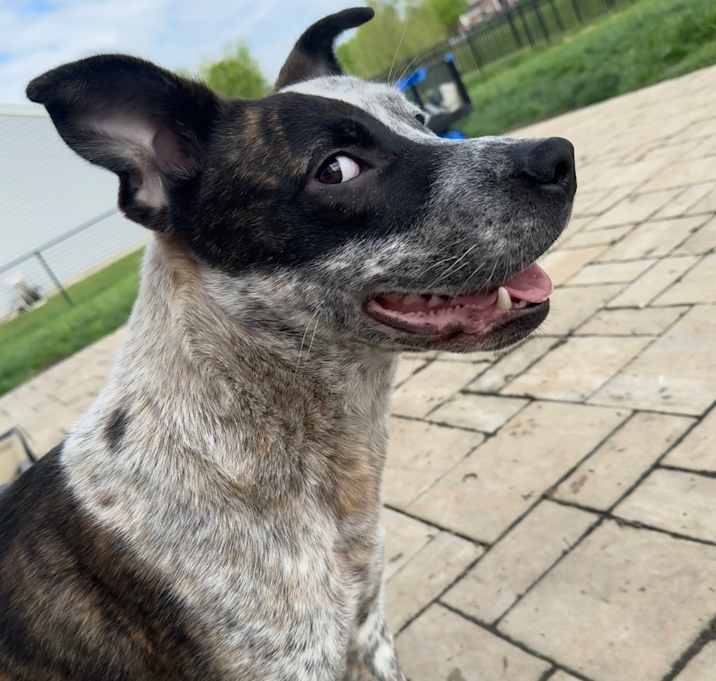 Photo of Bruno