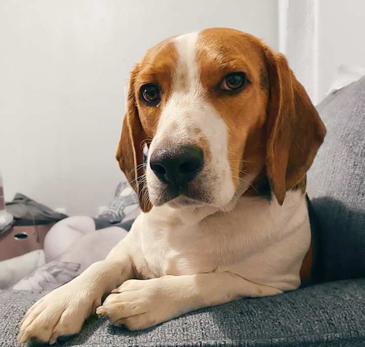 Photo of Remy