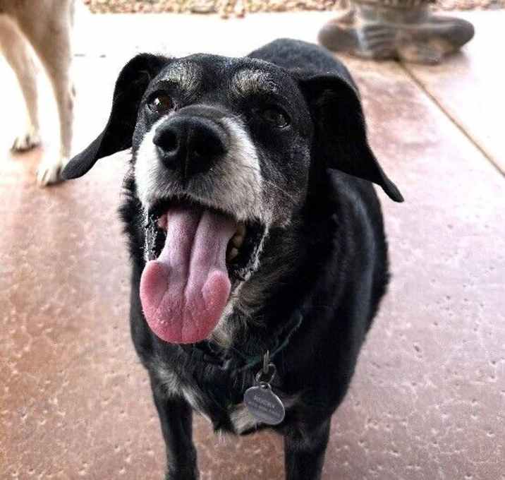 Photo of Rocky - BONDED with Zoey