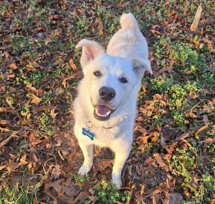 Photo of Tucker