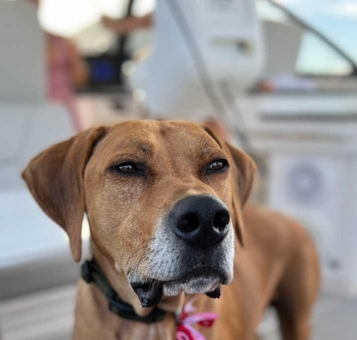 Photo of Cooper