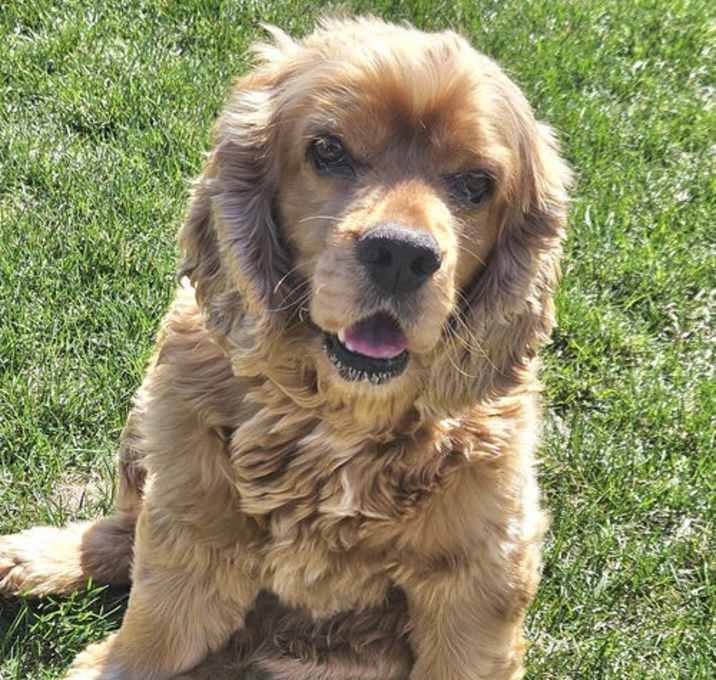 Photo of Buddy D6063