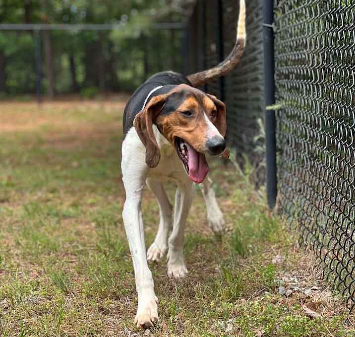 Photo of Koda