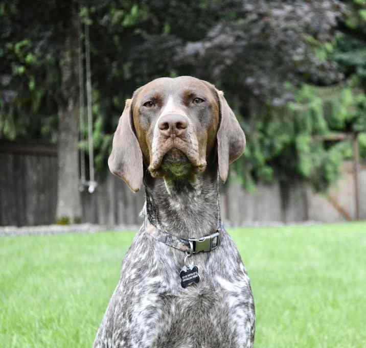 Photo of Olive