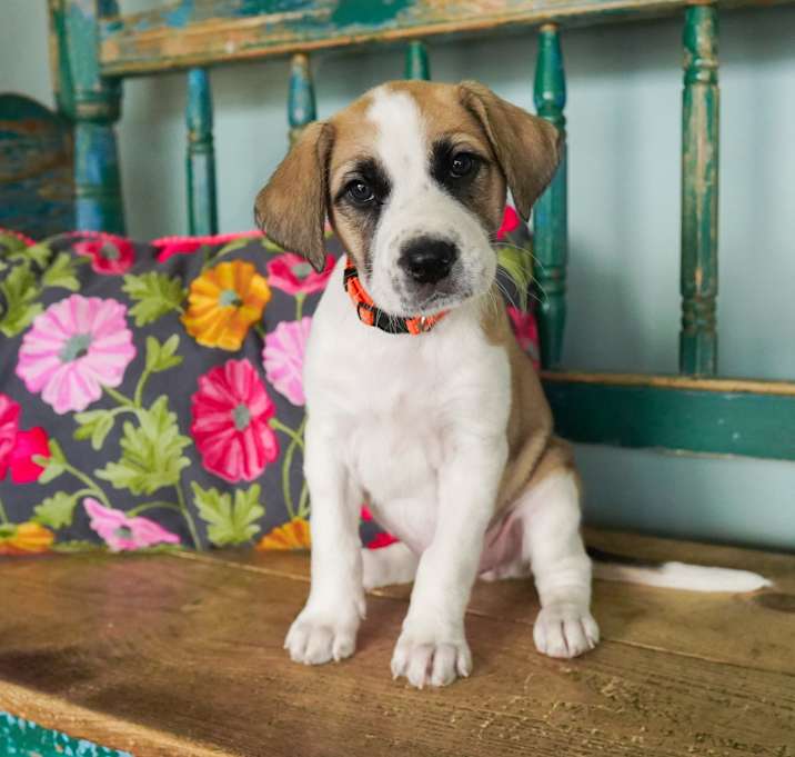 Photo of Zinnia