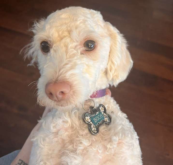 Photo of Buca