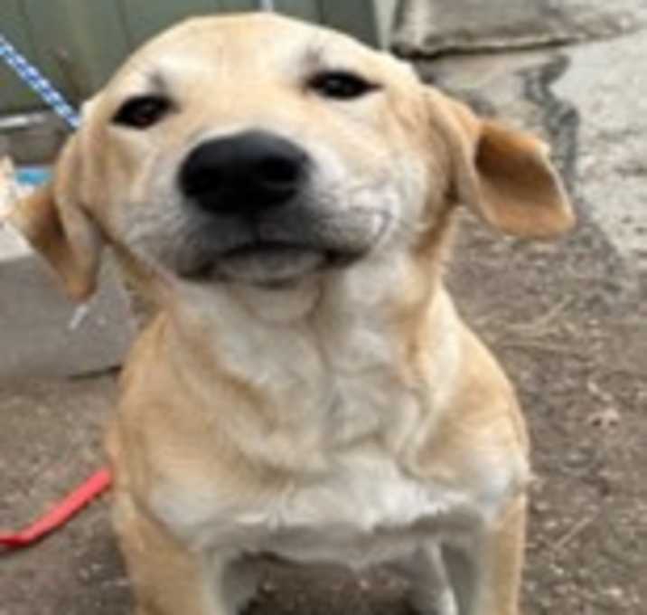 Photo of Daphne