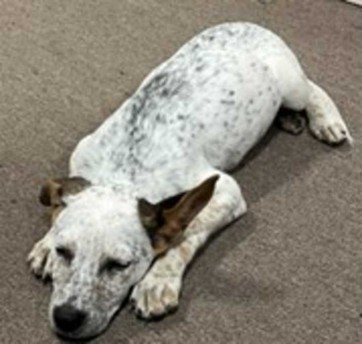 Photo of Rocky