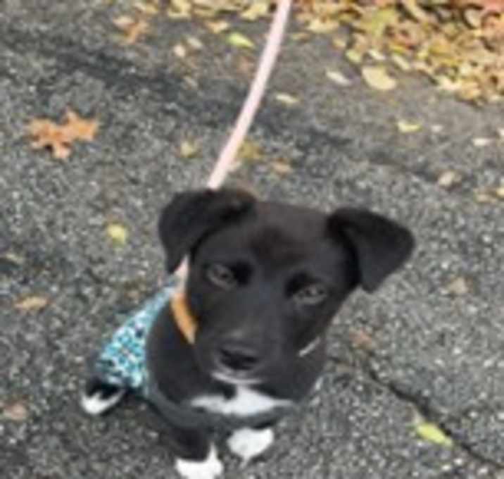 Photo of Bronco