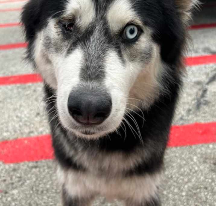 Photo of Nanook