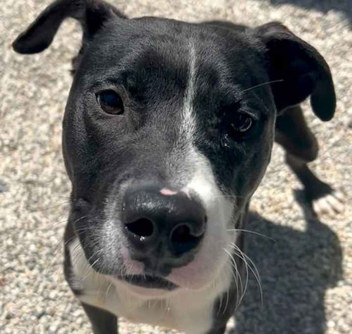 Photo of Chadwick - Name Your Own Adoption Fee!