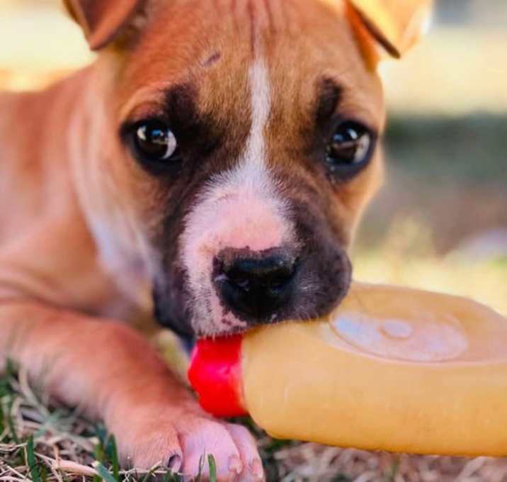 Photo of Hazel (puppy)