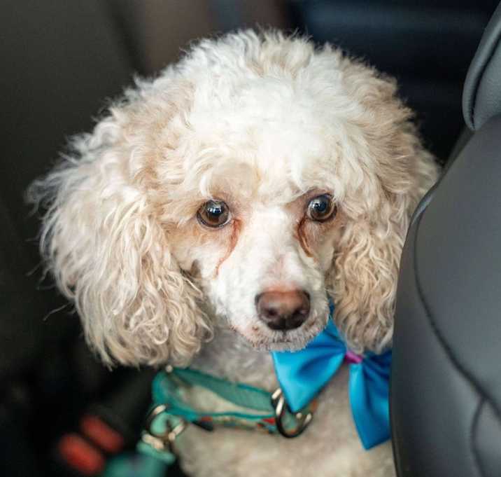 Photo of Butterscotch