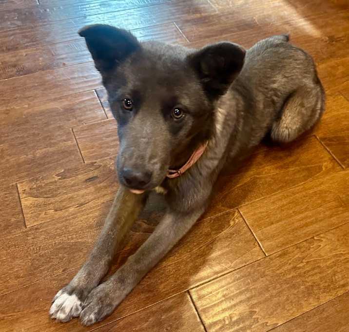 Photo of Talia - Good w/ Dogs & People