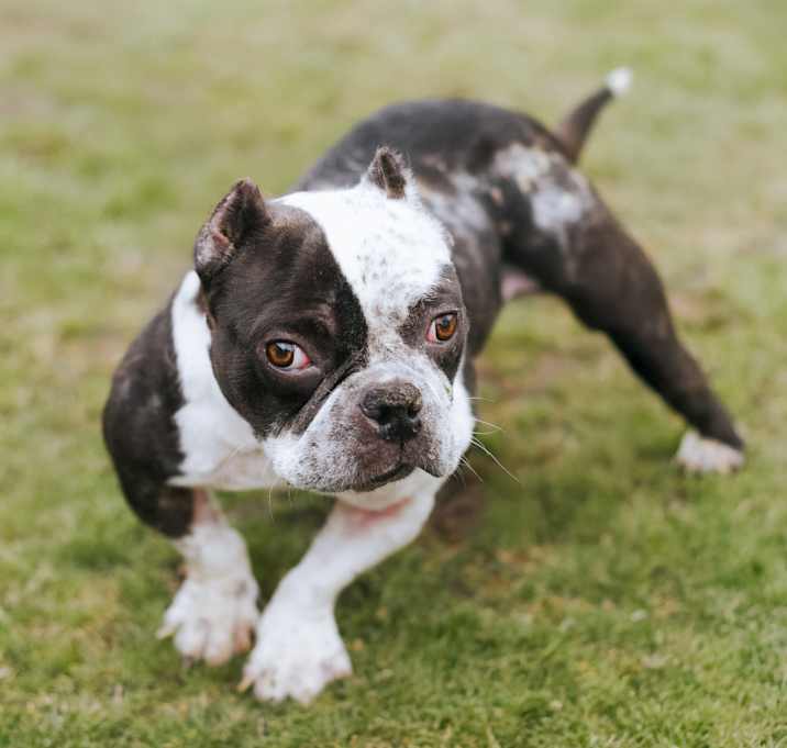 Photo of Pookie