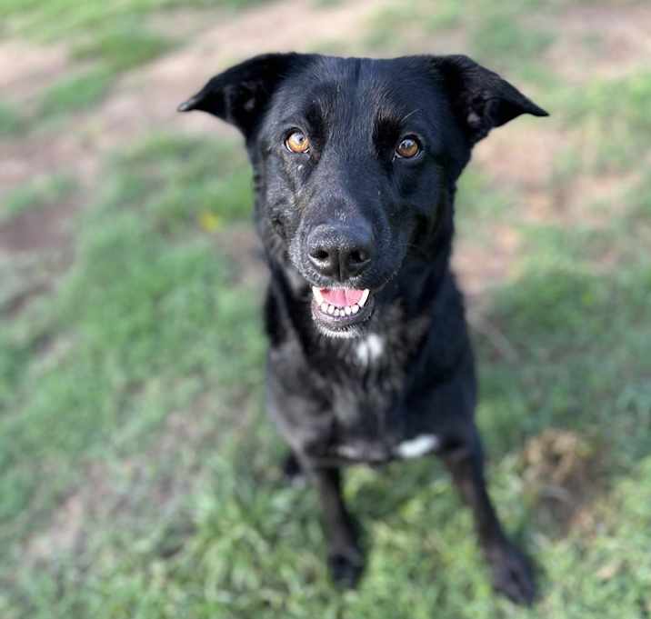 Photo of Pepper