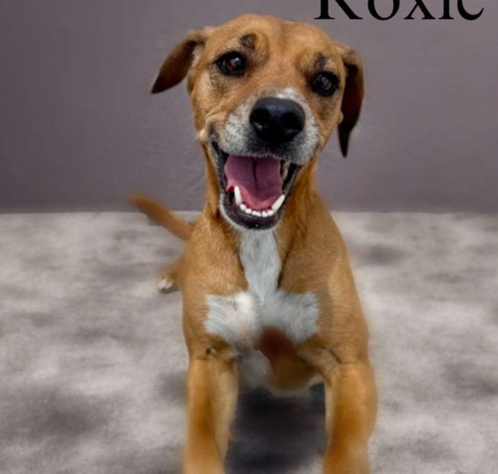 Photo of Roxie