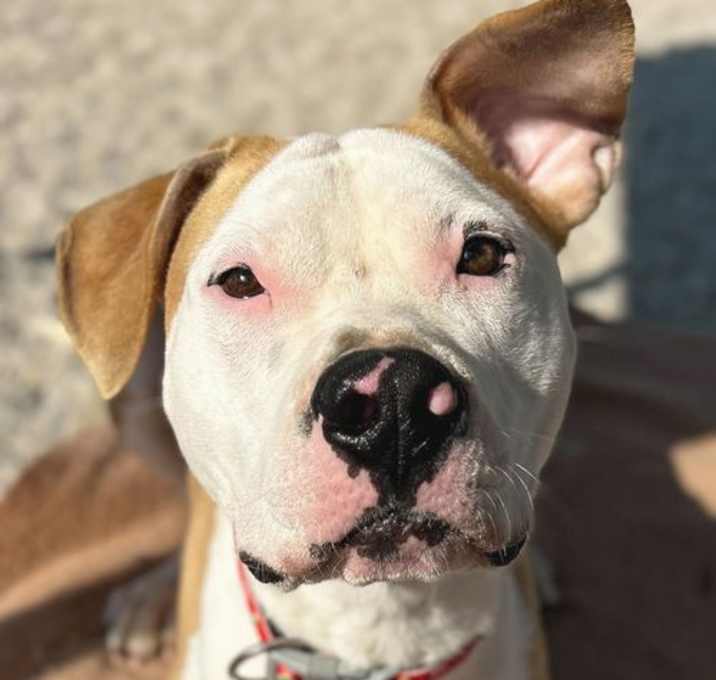 Photo of Quincy - Name Your Own Adoption Fee!