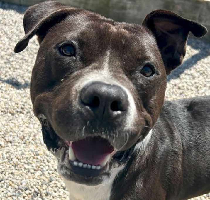 Photo of John Paul - Name Your Own Adoption Fee!