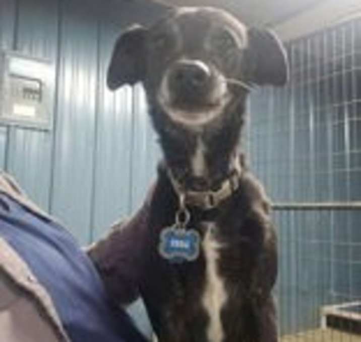 Photo of Loki