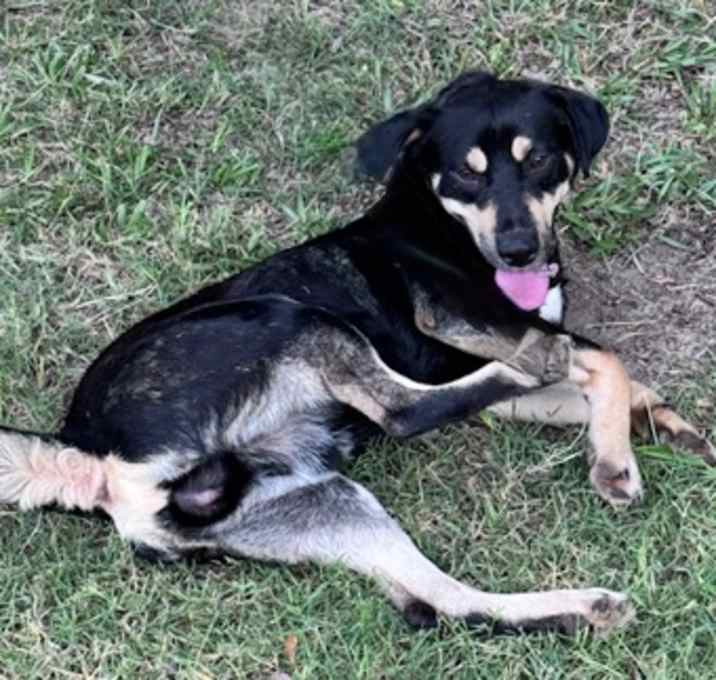 Photo of Romeo