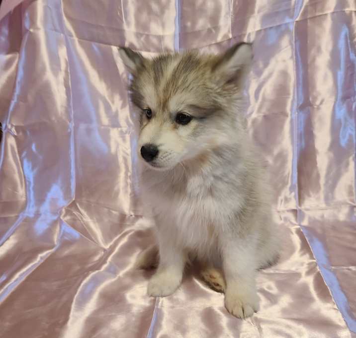 Photo of Moana