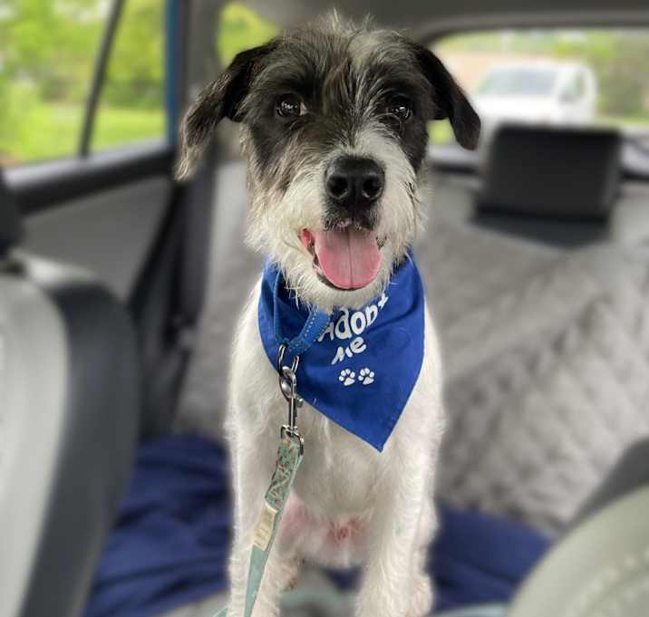 Photo of Alfie