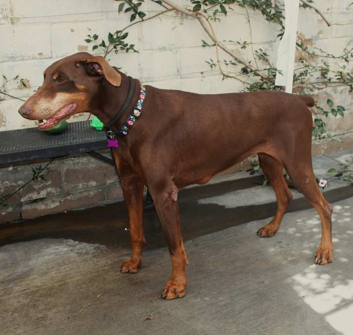 Photo of DARLA