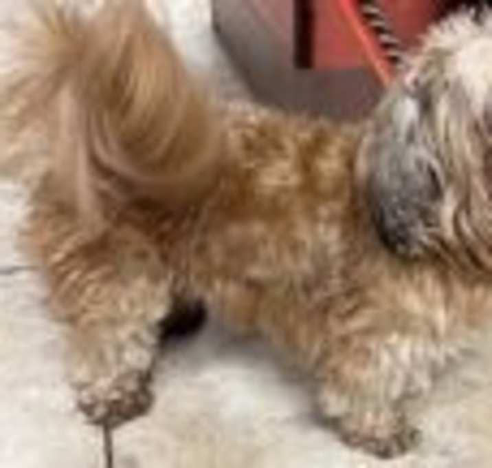 Photo of Teddy